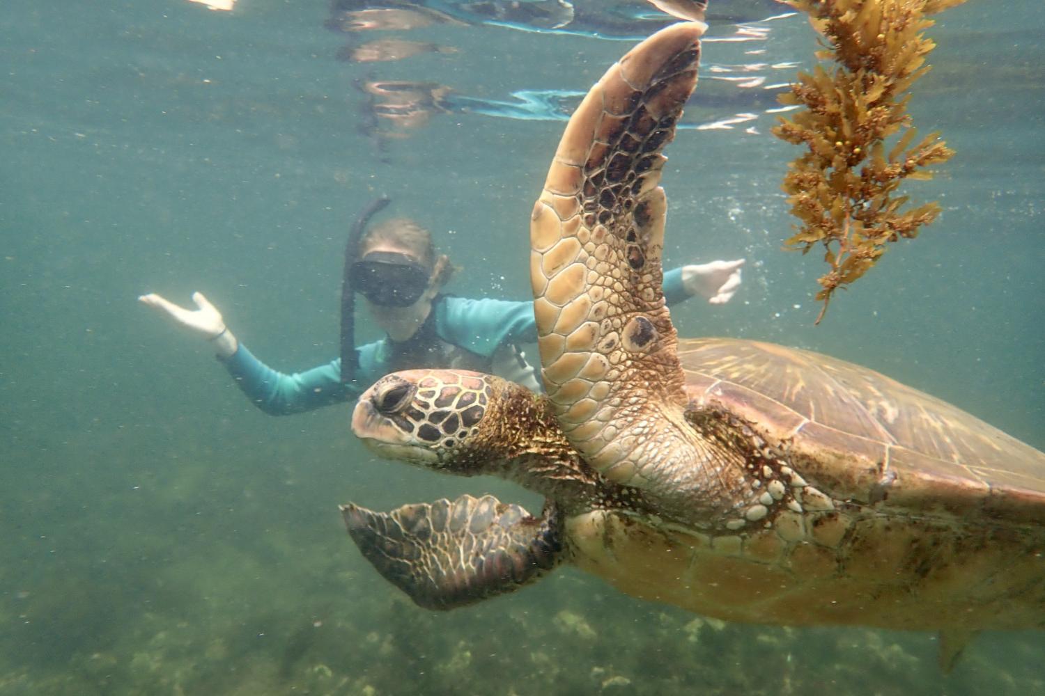 一名<a href='http://xenglish.sdjtu.runpengtc.com'>全球十大赌钱排行app</a>学生在Galápagos群岛游学途中与一只巨龟游泳.